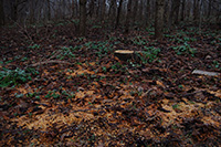 Sawdust on the forest bed. Valbyparken